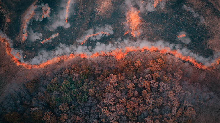 A strip of Dry Grass sets Fire to Trees in dry Forest: Forest fire - Aerial drone top view. Forest fire: fire with smoke from the height of a bird flight.